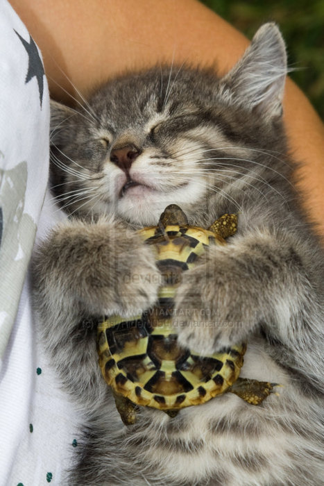 kitten-and-turtle.jpg