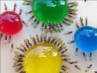 party ants