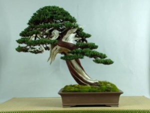 bonsai juniperus procumbens
