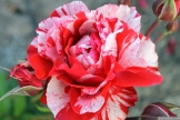 Parnell Rose Garden January 2013 011